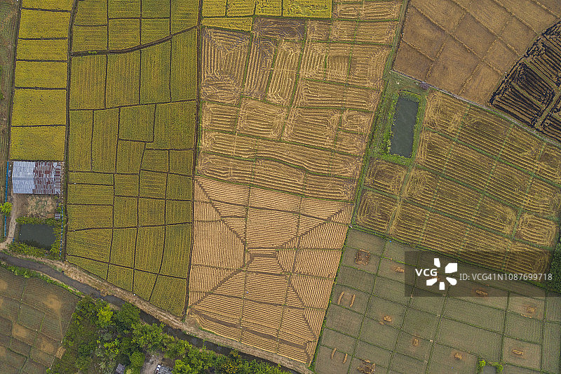 晨曦中的稻田航拍景色图片素材