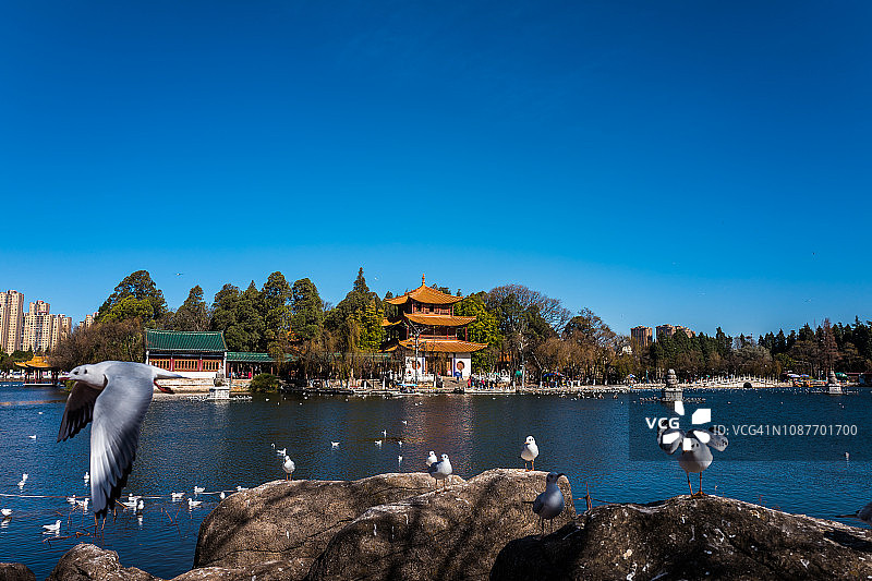 城市公园里的海鸥图片素材