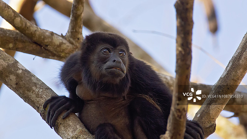 树上的吼猴（Alouatta paliatta）图片素材