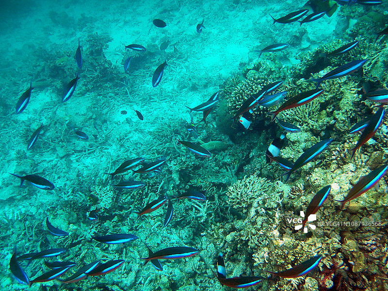 马尔代夫珊瑚礁上的姬鲷鱼群图片素材