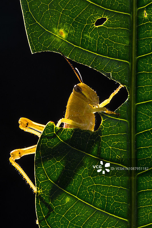 印度尼西亚，蚱蜢吃树叶的特写图片素材