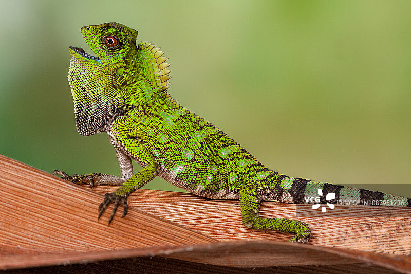 印度尼西亚树枝上的变色龙肖像图片素材