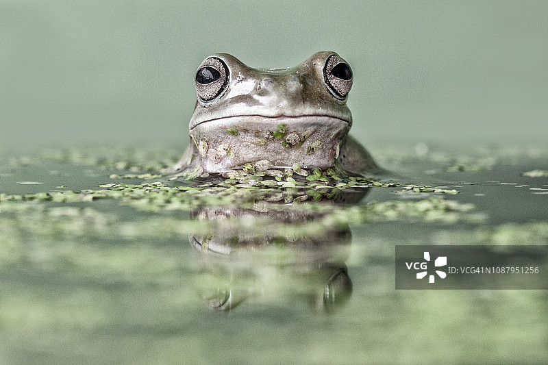 印度尼西亚池塘中一只矮胖树蛙的肖像图片素材