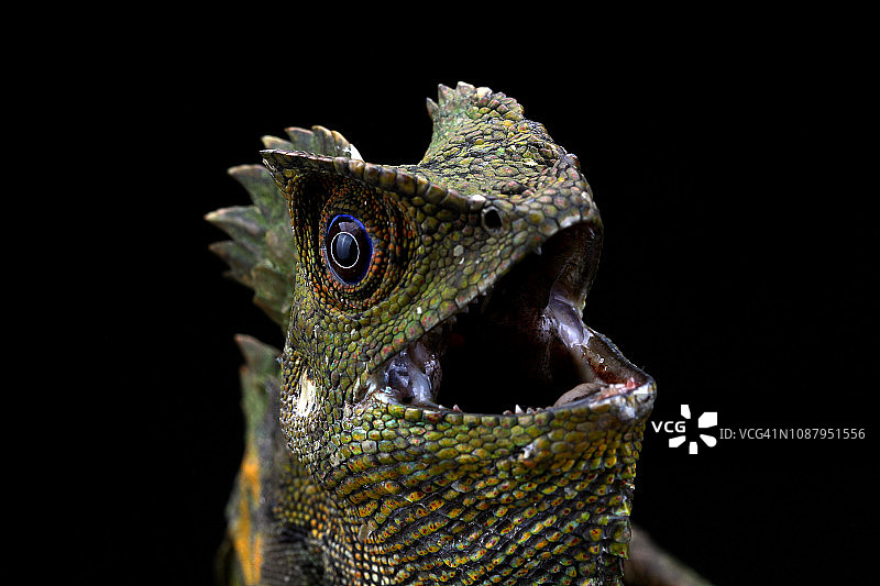 印度尼西亚愤怒的博伊德森林龙图片素材