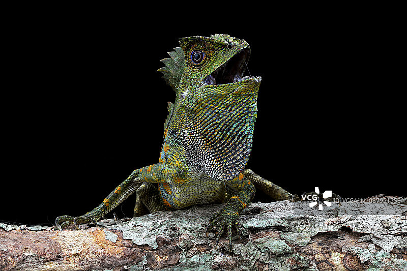 印度尼西亚愤怒的博伊德森林龙图片素材