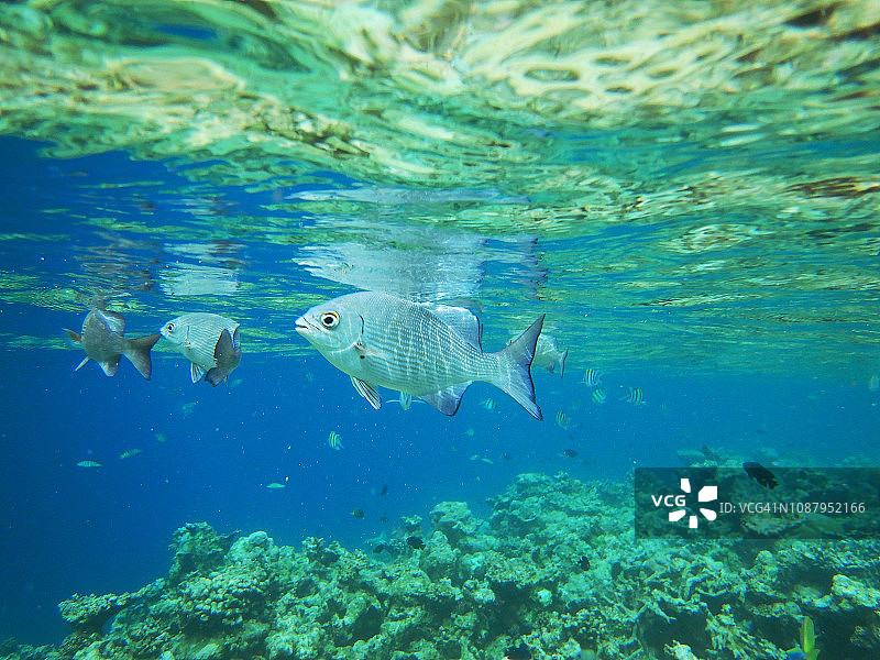 篮子鲳鱼群图片素材