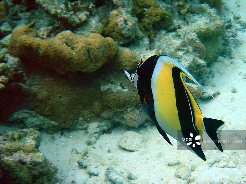高帆鱼，埃里亚杜岛，马尔代夫图片素材