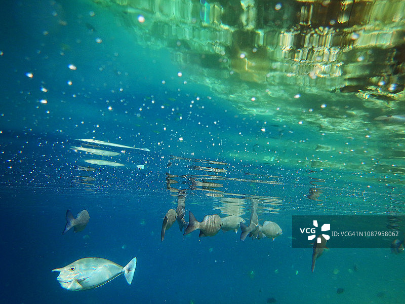 短吻鼻鱼（独角鱼）与灰游鲻鱼群图片素材