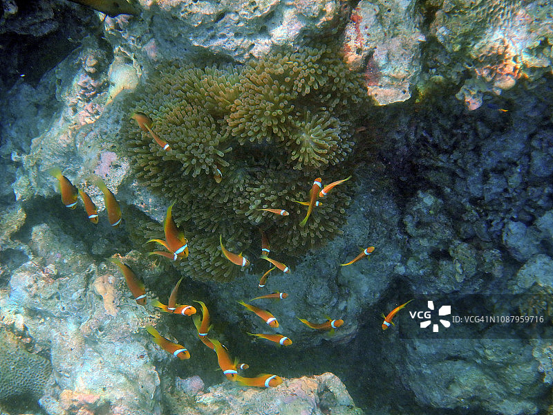 壮丽的海葵与小丑鱼群图片素材