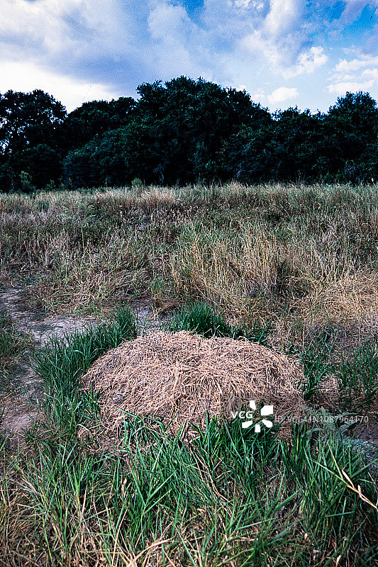 美洲短吻鳄巢穴图片素材
