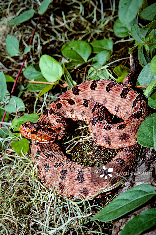 小红响尾蛇，北卡罗来纳州海德县图片素材