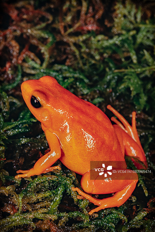 金曼特拉-马达加斯加图片素材