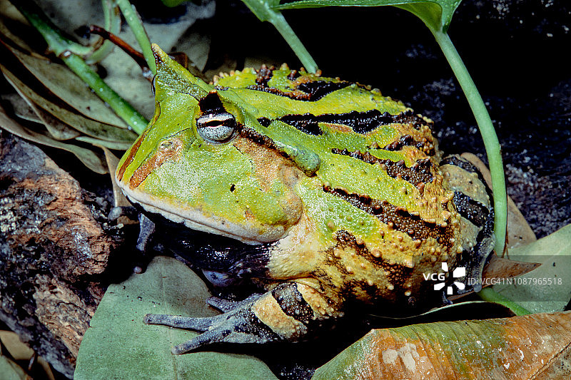 苏里南角蛙图片素材