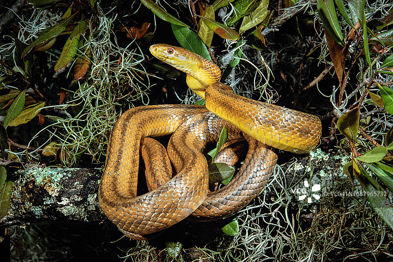 大沼泽地鼠蛇图片素材