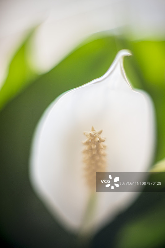 白鹤芋特写图片素材