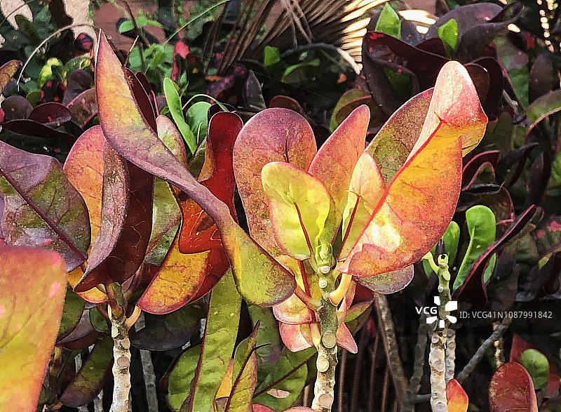 彩色变叶木背景图片素材