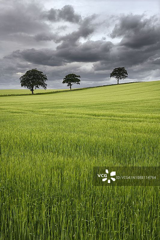 苏格兰边境B6460公路：绿色麦田和树木上空的乌云图片素材