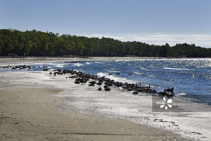 安大略湖阿索尔湾沙堤省立公园出口海滩上的加拿大鹅图片素材