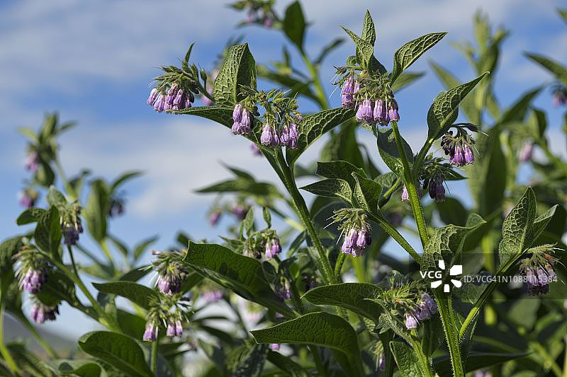 英国苏格兰北康奈尔奥本机场旁的紫色聚合草花图片素材