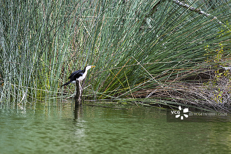 澳大利亚昆士兰州，费沙岛瓦比湖的斑鸬鹚图片素材