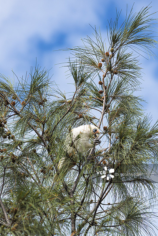 澳大利亚新南威尔士州拜伦角海湾树上的戈芬凤头鹦鹉图片素材