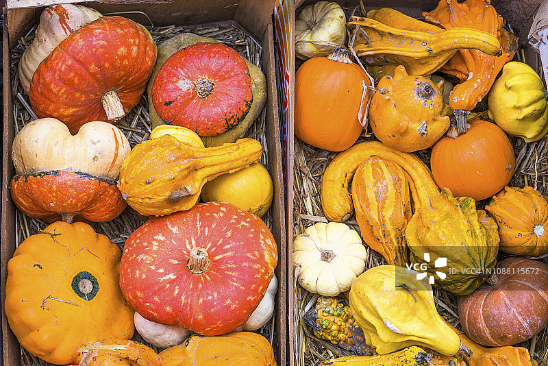 罗马鲜花广场市场上出售的各种形状南瓜图片素材