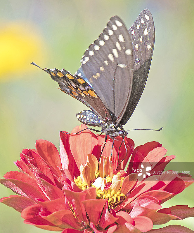 黑色燕尾蝶与百日草图片素材