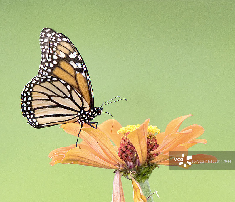 帝王蝶与百日草花图片素材
