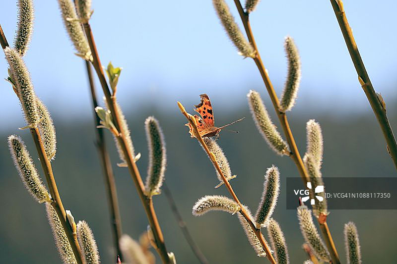 春天萌芽的树枝上的瑟福角翅蝴蝶图片素材
