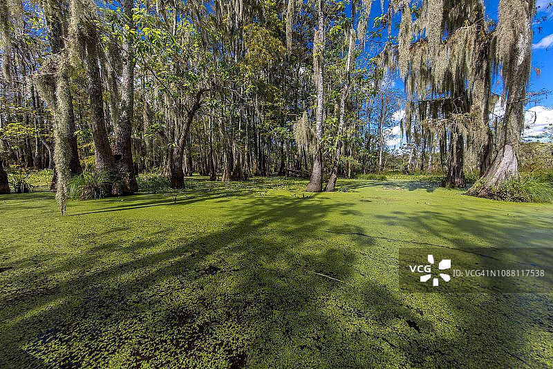 卡津沼泽和马丁湖的老柏树，靠近路易斯安那州布罗桥和拉斐特图片素材