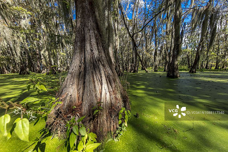 卡津沼泽和马丁湖的老柏树，靠近路易斯安那州布罗桥和拉斐特图片素材