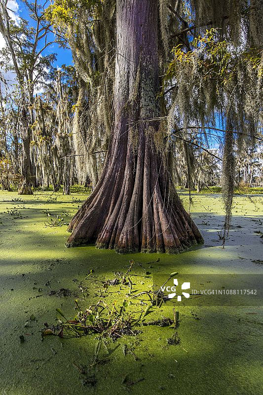 卡津沼泽和马丁湖的老柏树，靠近路易斯安那州布罗桥和拉斐特图片素材