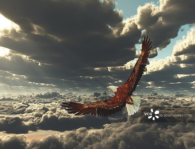 雄鹰翱翔于云端图片素材