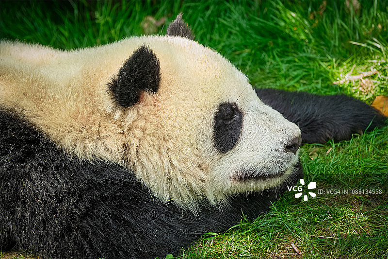 中国的大熊猫图片素材