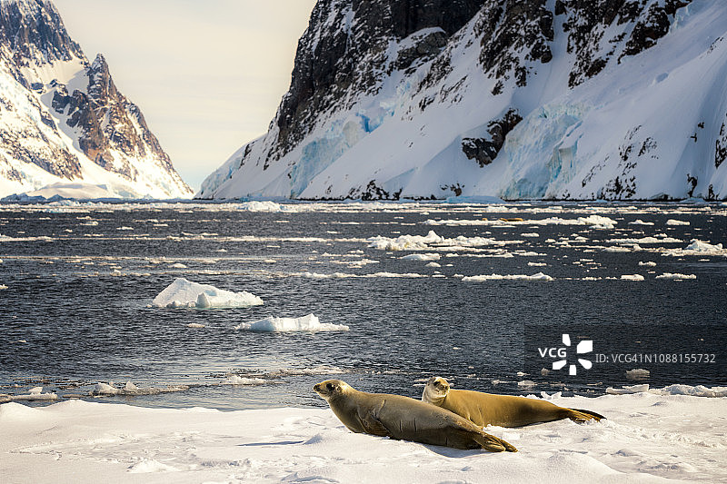 食蟹海豹图片素材