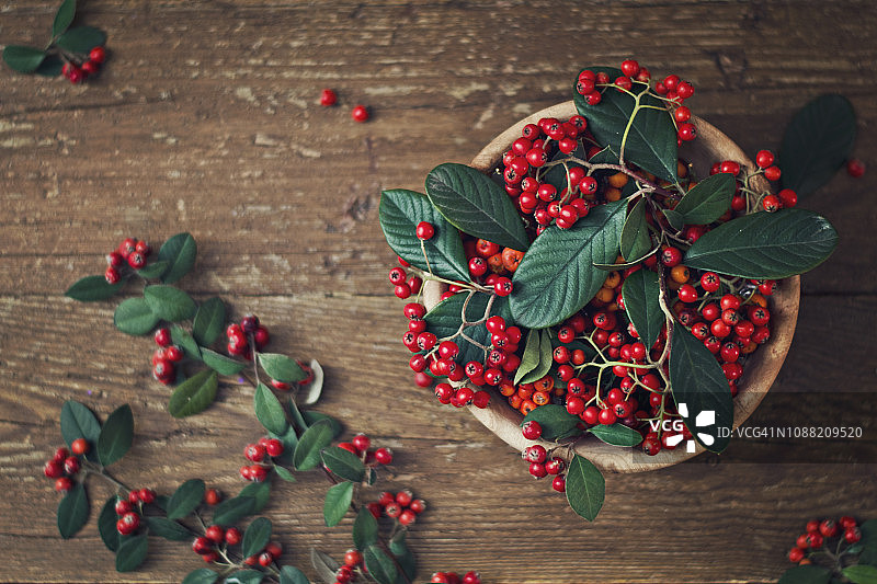 红色浆果图片素材