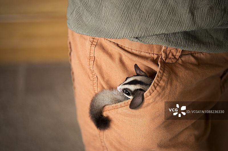 蜜袋鼯图片素材