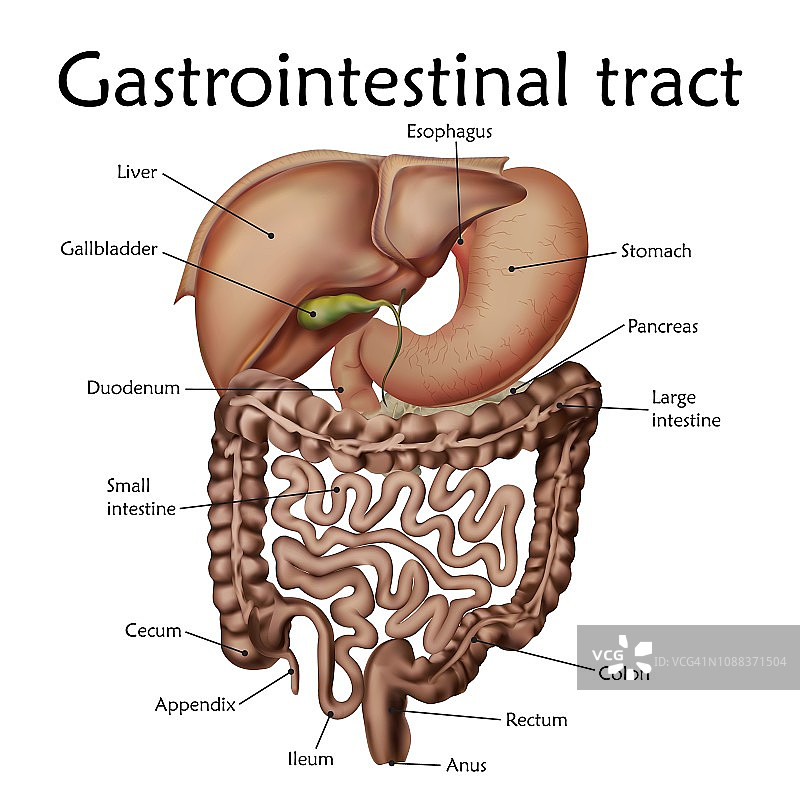 胃肠道示意图图片素材