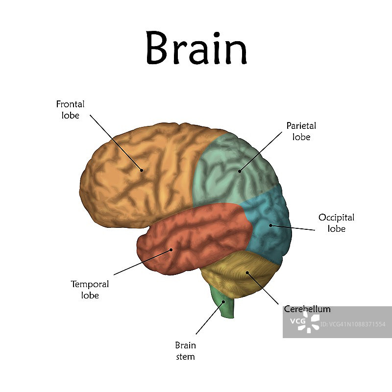 人类大脑、插图图片素材