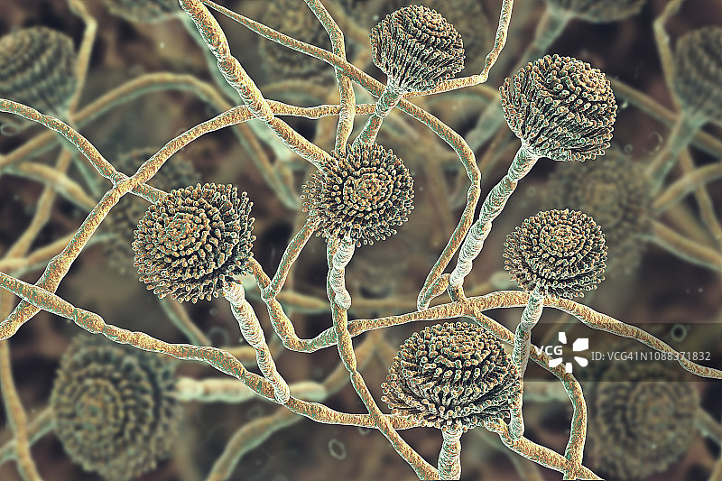 烟曲霉菌插图图片素材