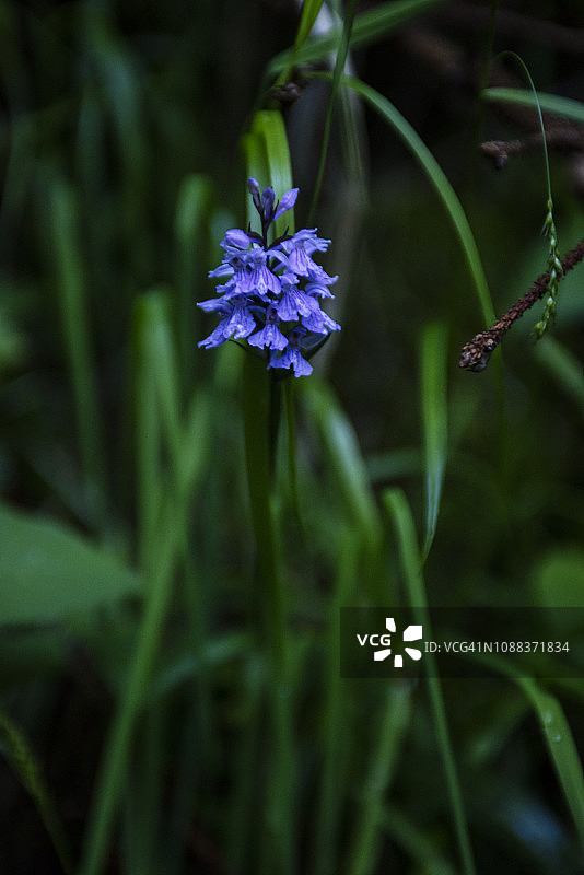 阔叶 Marsh 兰花图片素材