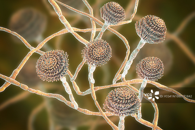 烟曲霉菌插图图片素材