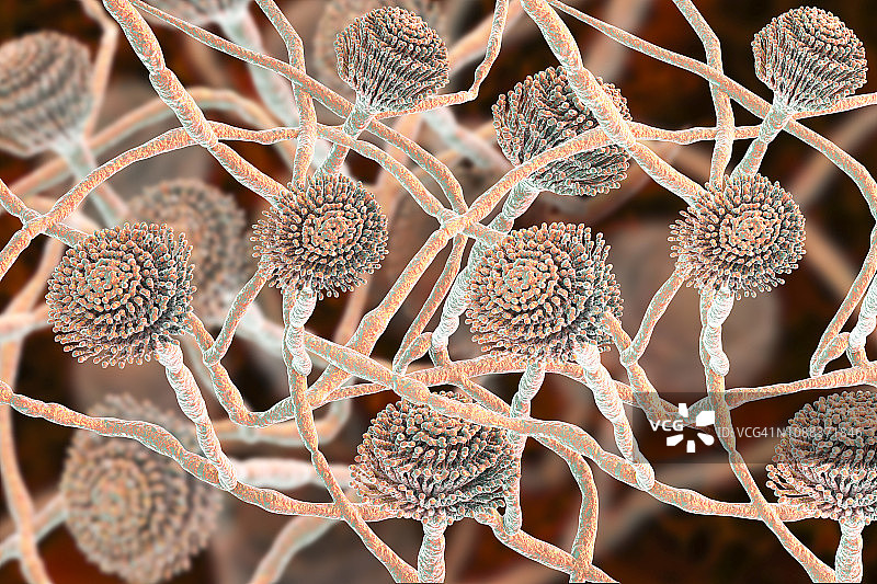 烟曲霉菌插图图片素材