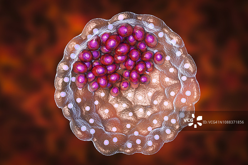 胚囊示意图图片素材