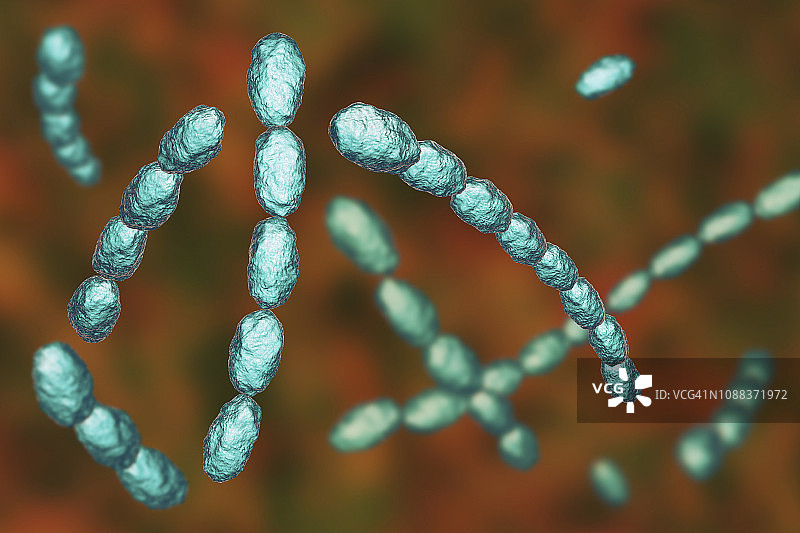 杜克雷嗜血杆菌图片素材