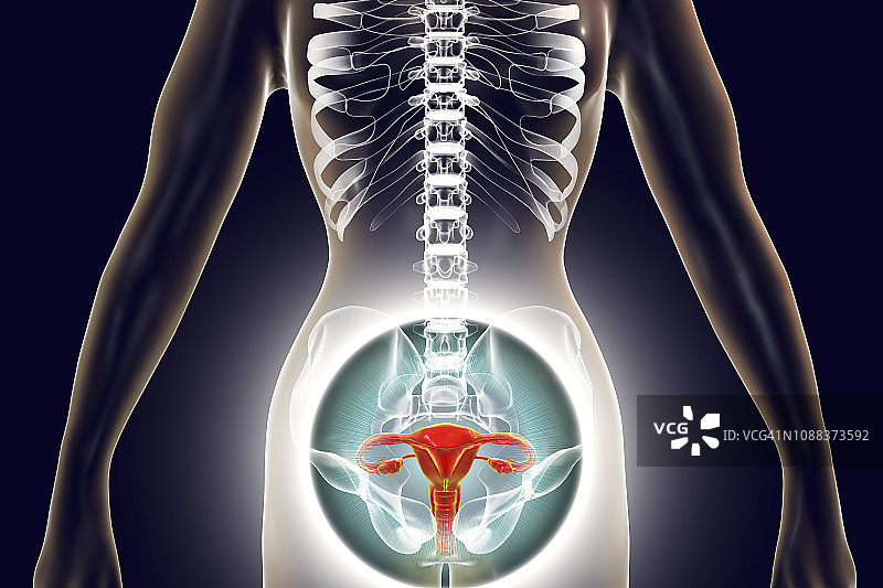 女性生殖系统插图图片素材