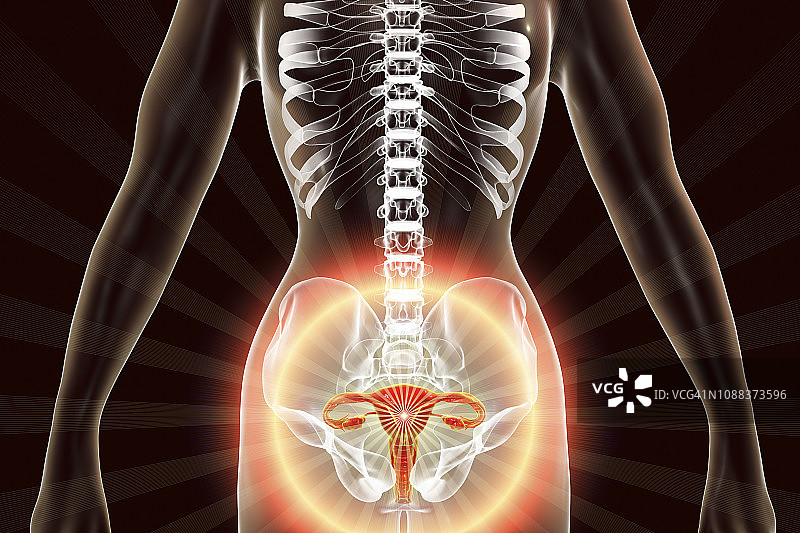 女性生殖系统插图图片素材