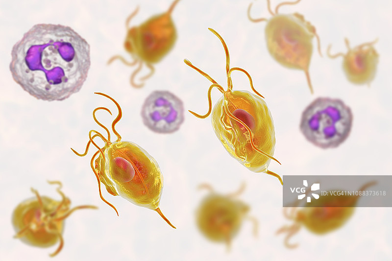 阴道毛滴虫和中性粒细胞图图片素材