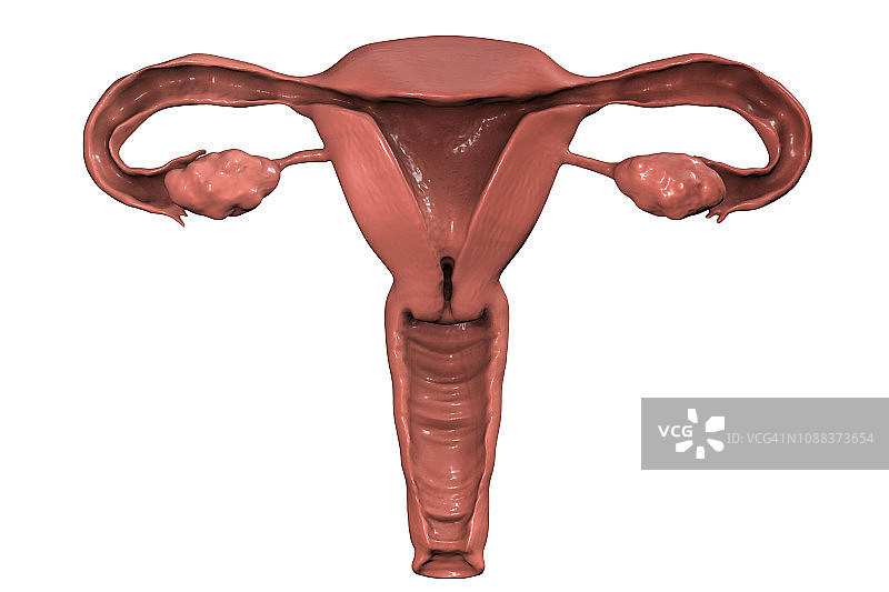 女性生殖系统插图图片素材