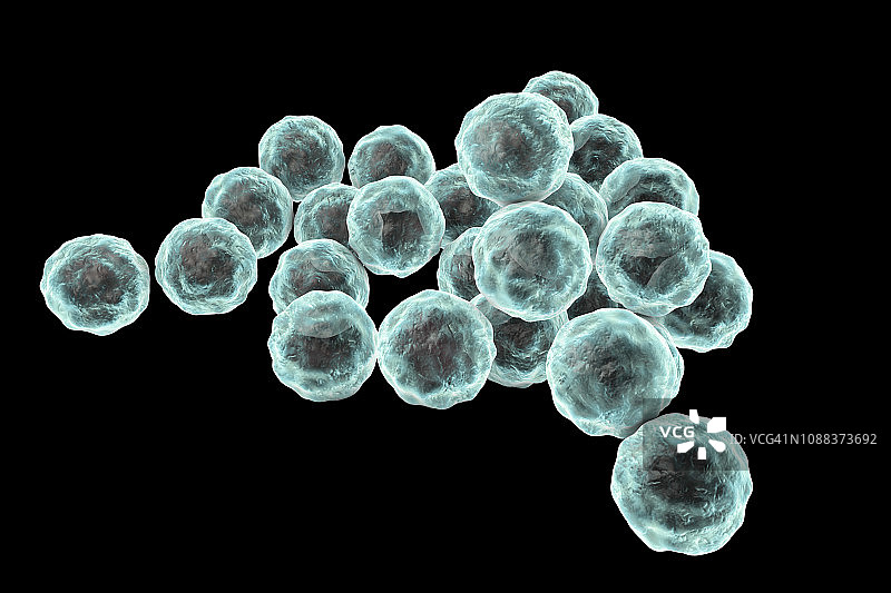 沙眼衣原体细菌，图示图片素材